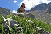 52 Stellle Alpine ( Leontopodium alpinum)